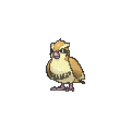 Pidgey